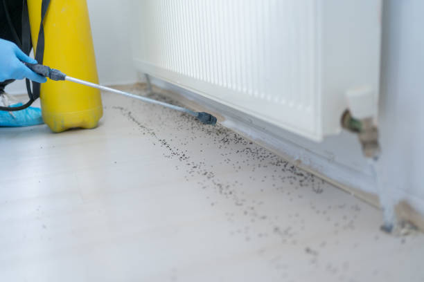 Best Ant Control Services  in Perry, KS
