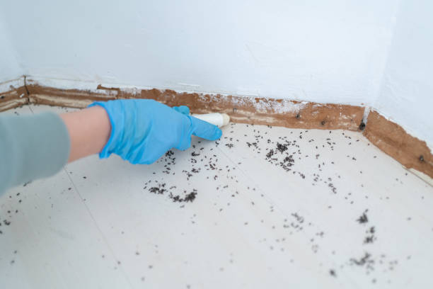Best Rat Extermination Near Me  in Perry, KS